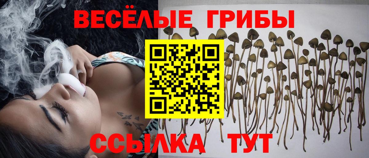 Псилоцибиновые грибы Psilocybe Кизляр